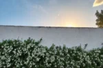 Muro coberto de jasmim-estrela com flores brancas ao pôr do sol