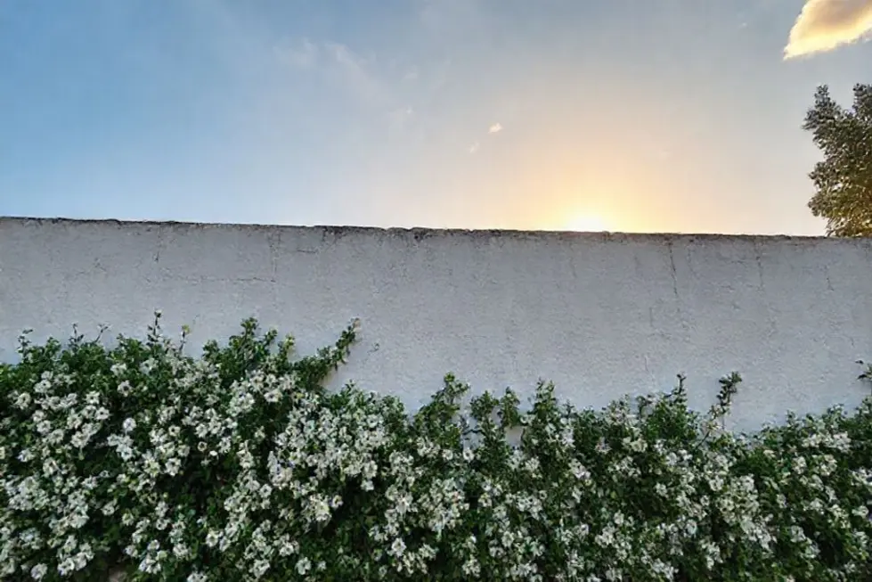 Muro coberto de jasmim-estrela com flores brancas ao pôr do sol