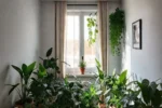 Coleção de plantas dentro de um apartamento
