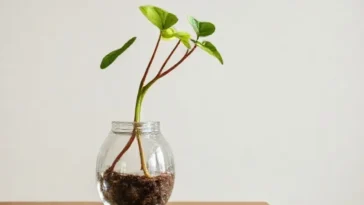 Pessoa admirando planta pendente em vaso.