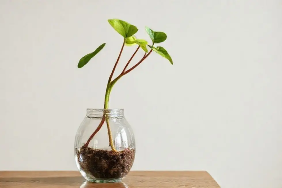 Pessoa admirando planta pendente em vaso.