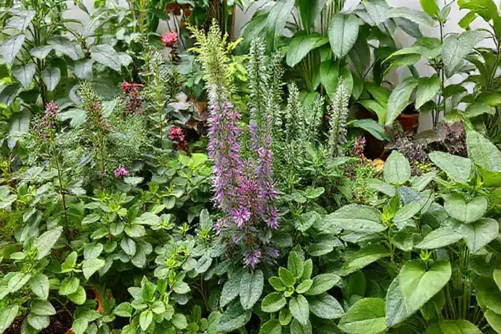 Variedade de plantas em um ambiente acolhedor