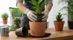 Foto de mãos cuidando de transplante de planta em vaso maior, destacando o procedimento correto de transplantar plantas