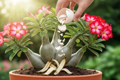 Sua Rosa do Deserto não floresce? 5 Adubos Caseiros que Fazem sua Planta Crescer 3x Mais Rápido e Explodir em Flores