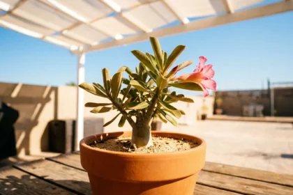 Rosa do deserto em vaso sob calor extremo exatamente como o verão, com iluminação intensa e sombra marcante