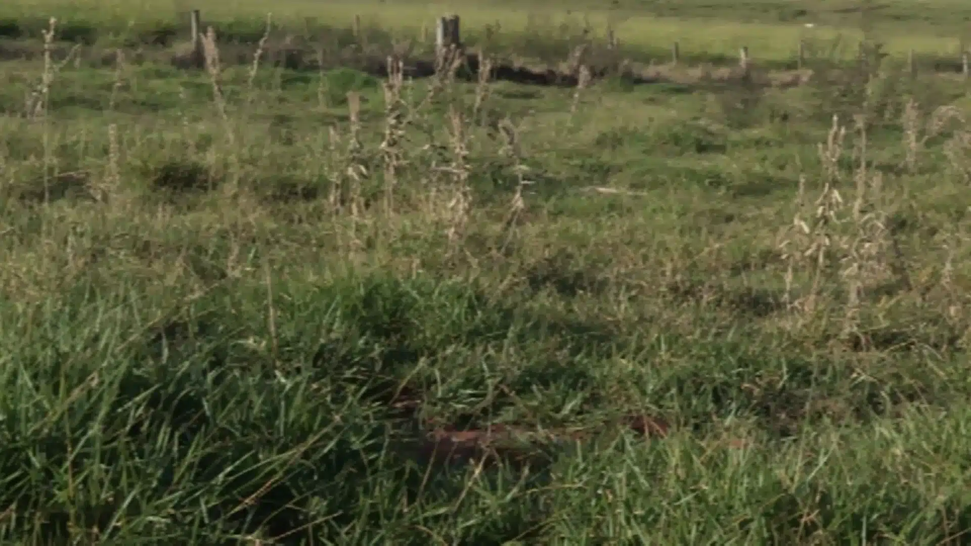 Plantas daninhas causam perda de produtividade e gado evita áreas contaminadas 72% do tempo, aponta estudo nos EUA