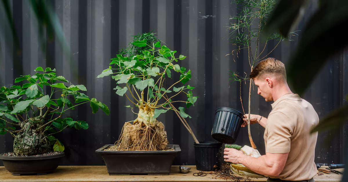 Como expandir a definição de planta para a casa e criar uma decoração botânica autêntica com plantas esculturais e vasos artísticos