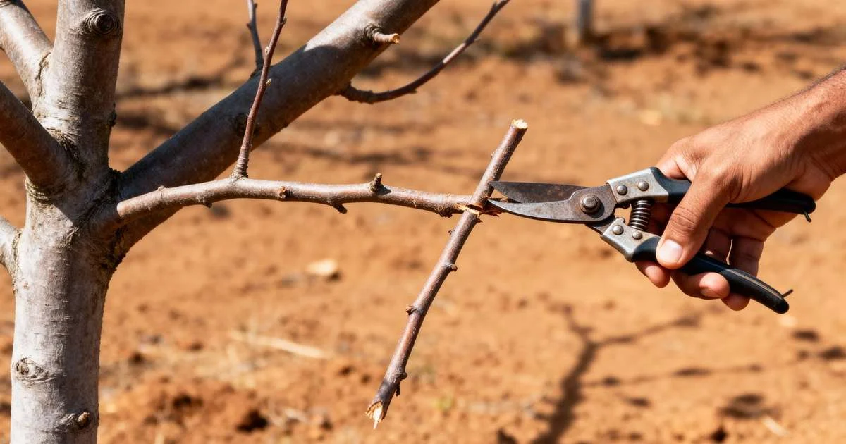 4 Plantas Essenciais para Podar em Dezembro e Garantir Crescimento e Florada Perfeita