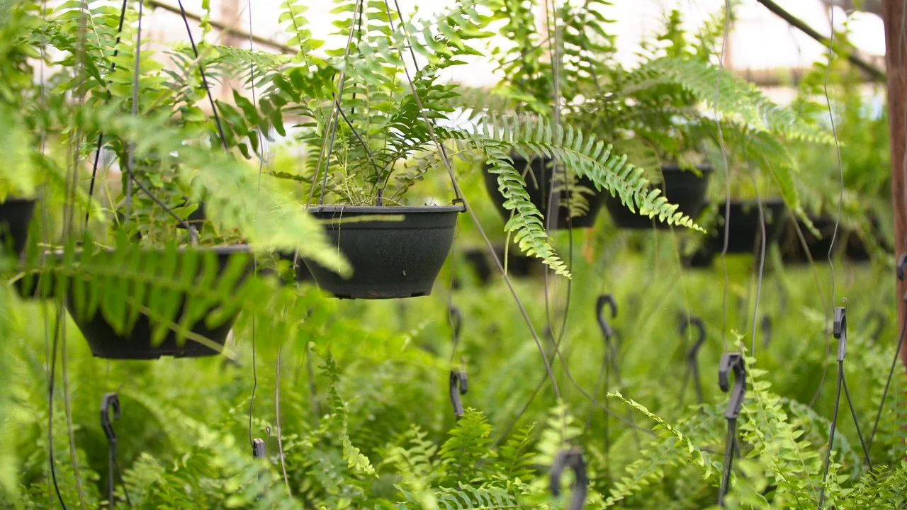 Purificação do ar com plantas decorativas: como espécies como espada-de-são-jorge e lírio-da-paz melhoram a qualidade do ar em casa