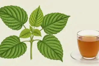 Chapéu de couro como potente diurético natural exibido com folhas verdes frescas e chá herbal, fundo neutro e iluminação suave