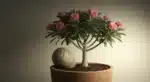 Rosa do Deserto exuberante em vaso, com prego enferrujado na terra, sob luz suave, transmitindo mistério e cuidado peculiar
