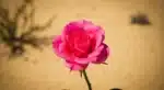 Rosas do deserto com pétalas vibrantes em primeiro plano, fundo de areia dourada sob sol intenso, mostrando segredos das cores e resistência