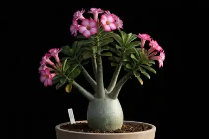 Adenium segredos revelados descubra uma cena macro de um adenium com tronco escultural e textura detalhada.