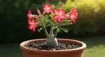 Adenium vibrante com flores rosa e vermelhas, carvão vaso adenium visível no vaso de terracota rústico ao sol