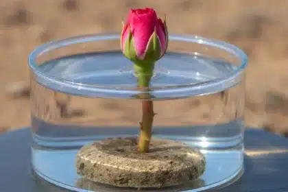 Caudex da sua Rosa do Deserto murcho? Descubra o segredo do banho de imersão para revitalizar sua planta e fazê-la florescer novamente. Guia completo!