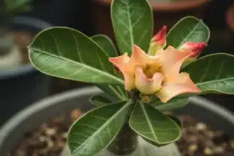 Close-up de folhas amareladas rosa deserto no caudex de uma Rosa do Deserto, indicando estresse, com fundo desfocado de jardim ou vaso.