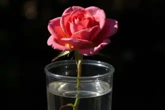 Rosa do Deserto não aberta em vaso sob regador com água, evidenciando negligência e sede