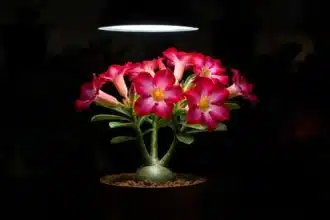 Rosa do Deserto florindo frio com flores vibrantes sob luz intensa em vaso rústico