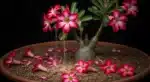 Adenium exuberante com flores rosa e vermelhas, caindo ao solo seco, mostrando perda de flores com iluminação dramática.