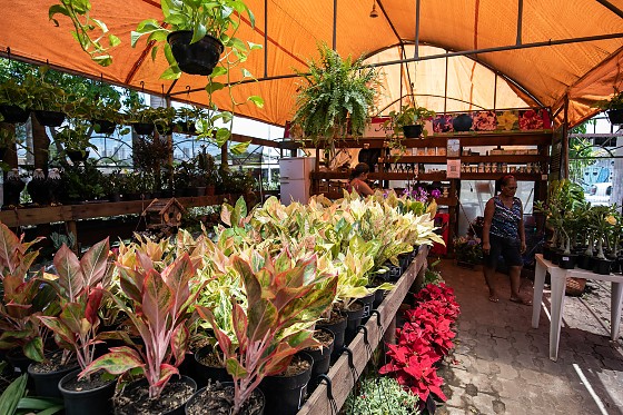 Festival de Flores e Orquídeas em Cuiabá: 5 mil espécies a partir de R$ 10 para colorir jardins e apartamentos
