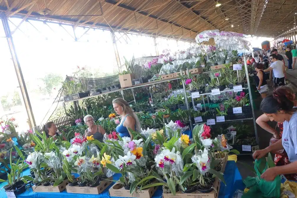 Festival de Orquídeas em Campinas: Mais de 10 mil plantas e entrada gratuita esperam você na Estação Cultura