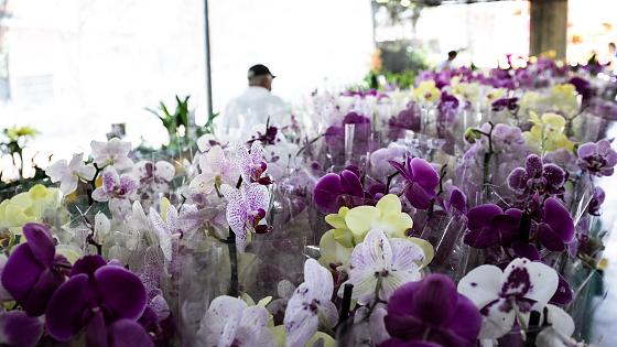 Festival de Orquídeas em Cuiabá: Evento de Flores e Negócios Promete Movimentar Mais de R$ 1 Milhão em Março